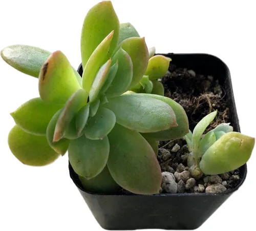 Miniatura 15 de Blissful Echeveria Alpen Glow 4" Pot Live Succulent Pink Purple Rosette Plant Easy 2 Grow, Perfect for Wedding, Party Favor and Succulent