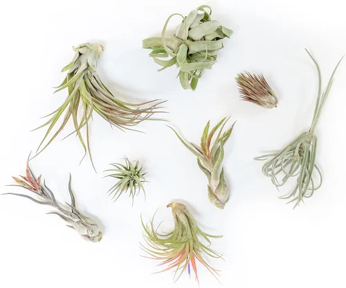 Air Plant Shop Paquete de 10 bolsas de agarre para plantas de aire Tillandsia de primera calidad, medianas y grandes, al por mayor y a granel,