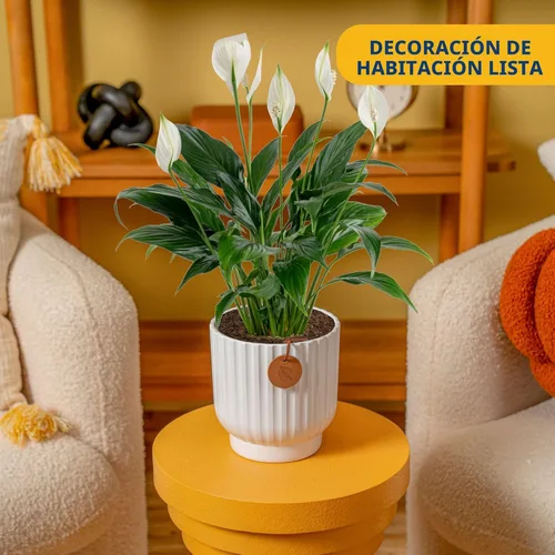Miniatura 2 de Costa Farms Peace Lily - Planta viva en maceta decorativa, planta de interior purificadora de aire, perfecta para decoración del hogar, habitación u