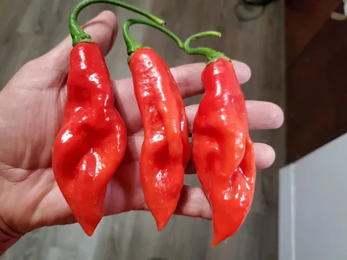 Miniatura 2 de Pimiento Trinidad Pimento 10+ Semillas