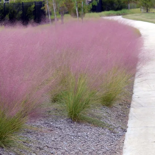 Miniatura 4 de American Plant Exchange Planta de hierba Muhly rosa – Maceta de 6 pulgadas – Hierba ornamental viva con elegantes plumas de floración, impresionante