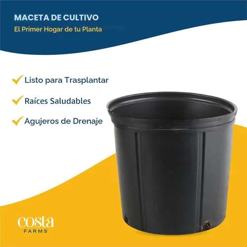 Miniatura 7 de Costa Farms Planta viva de palma de bambú en maceta decorativa, planta de interior grande purificadora de aire, perfecta para decoración del hogar