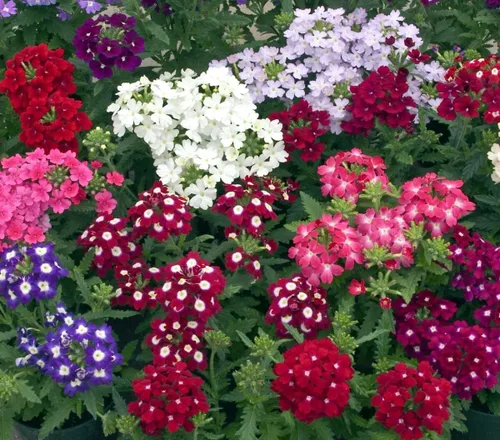 Miniatura 6 de Verbena Mix Hierba de la Cruz Flores Anuales para Plantar
