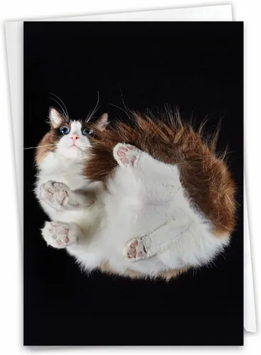 Miniatura 10 de The Best Card Company - Tarjeta de felicitación de cumpleaños de 1 gato con sobre - Papelería de gatito lindo, tarjeta de felicitación de cumpleaños