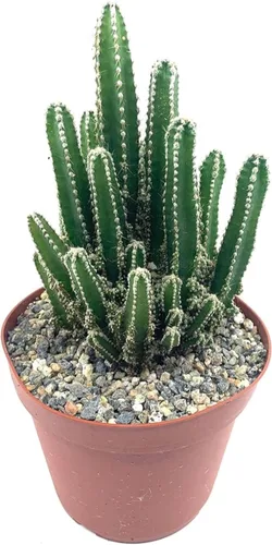 Miniatura 6 de Cactus de cola de mono de 4 pulgadas (Cleistocactus Colademonis) - Fácil de cultivar en interiores/exteriores, luz solar indirecta. Suelo bien