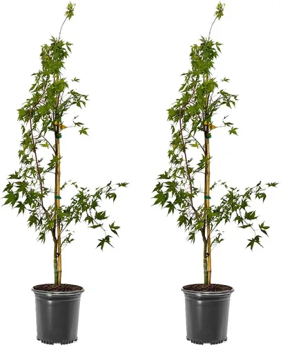 El arce verde japonés Sango Kaku, arce de corteza de coral, tolerante a la sequía, hojas verdes, 1 gal. maceta de cultivo (debido a las leyes