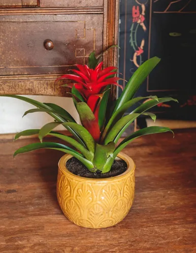 Miniatura 4 de American Plant Exchange Bromelia viva Guzmania – Maceta de 6 pulgadas – Planta de interior tropical colorida con flores brillantes de larga