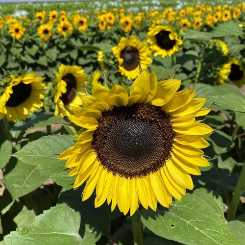 Miniatura 36 de Eden Brothers Semillas de girasol - Autumn Beauty