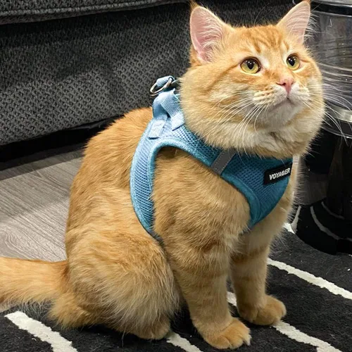 Miniatura 8 de Best Pet Supplies - Arnés de malla para todo tipo de clima, reflectante, antitirones, para perros y gatos pequeños y medianos, con cierre de velcro