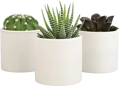 Miniatura 11 de Plants for Pets - Plantas vivas de poca luz en macetas de cerámica para suculentas (paquete de 3), planta suculenta Gasteria y plantas de cactus