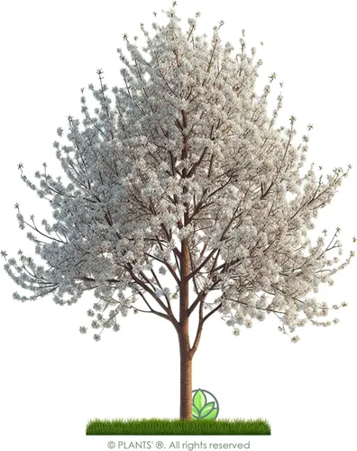 Miniatura 3 de Pin Cherry Tree Semillas Premium Prunus pensylvanica 'Spring' Plants' (Premium Seeds, 5)
