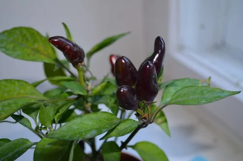 Miniatura 6 de Pimiento de chile enano Little Blue más de 30 semillas para plantar sin OMG