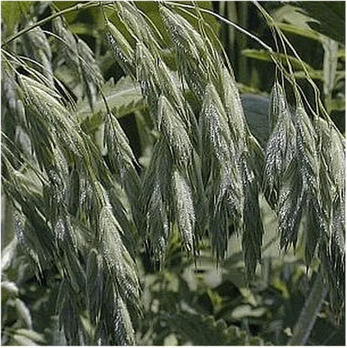 Miniatura 4 de Everwilde Farms - 1000 semillas de hierba nativa Prairie Brome - Paquete de semillas jumbo Gold Vault