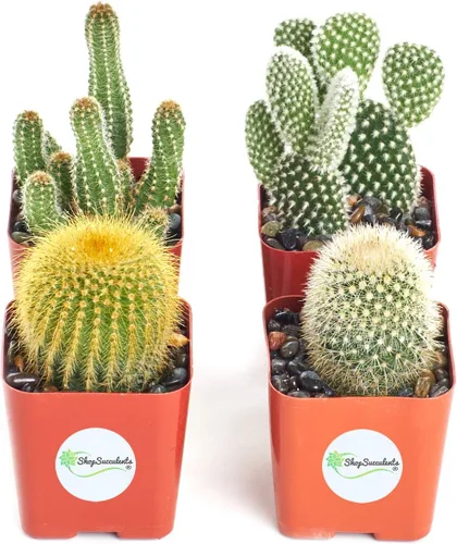 Miniatura 6 de Shop Succulents Colección Cool Cactus de plantas suculentas vivas, paquete variado seleccionado a mano de cactus Colección de macetas de 9 en 2
