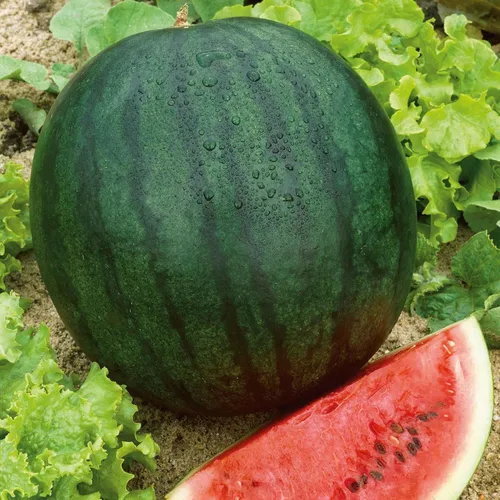 Miniatura 11 de Eden Brothers Semillas de sandía - Semillas sin OMG para plantar, múltiples variedades disponibles Semillas vegetales de bajo mantenimiento