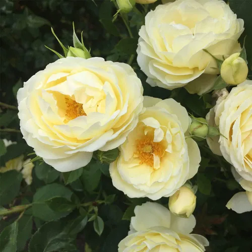 Miniatura 4 de Heirloom Roses Shrub Rose Bush - Planta amarilla viva Good Ol' Summertime™ para plantar al aire libre