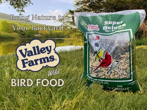 Miniatura 9 de Valley Farms Super Deluxe - Alimento para pájaros silvestres (15 libras) para comederos exteriores – 0% rellenos – cargas de semillas de girasol