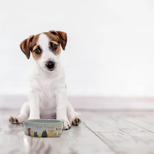 Miniatura 4 de SPOT Best Friends - Plato de comida para mascotas, cuenco de cerámica para alimentos o agua para mascotas, ideal para perros pequeños, apto