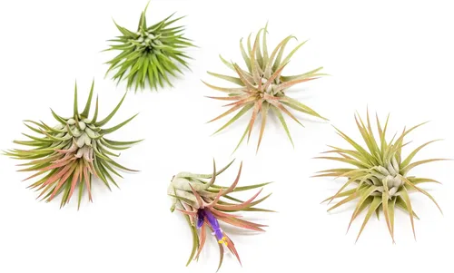 Miniatura 2 de Paquete de 12 plantas de aire Ionantha mexicanas, los colores y la forma varían debido a la estacionalidad, suculentas de Tillandsia vivas
