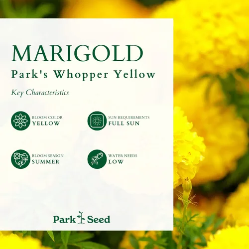 Miniatura 3 de Park Seed Whopper - Semillas de flores de caléndula amarilla, flores gigantes de 4 pulgadas totalmente dobles, tolerantes a la botrytis y Amarillo