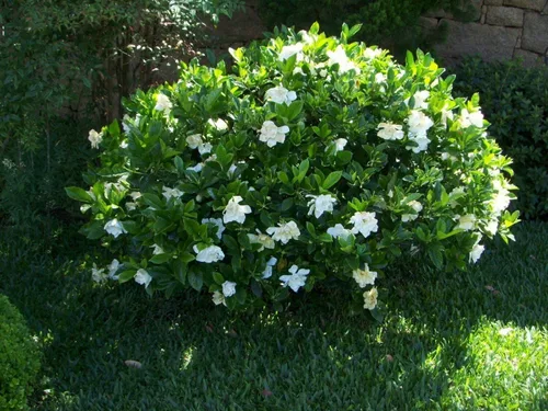 Miniatura 9 de Belmont Gardenia Jasminoides 30 plantas vivas, flores fragantes, follaje de hoja perenne, uso en interiores y exteriores, bajo mantenimiento