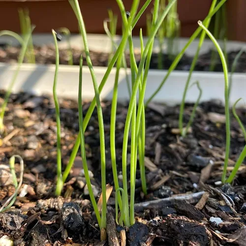 Miniatura 7 de Seed Needs Semillas de cebolla para plantar cebollas de día corto rojo burdeos, semillas de verduras sin tratar y sin OMG para plantar un jardín