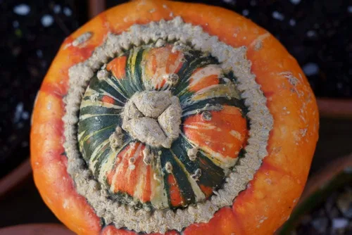 Miniatura 3 de Semillas de calabaza turbante de Turk's (Cucurbita Maxima 'turbante') – Más de 25 semillas de reliquia sin OMG de Isla's Garden Seeds, calabaza