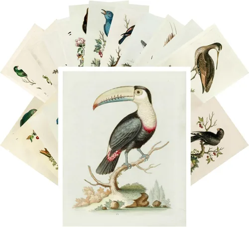 Miniatura 8 de Pixiluv Postales vintage (24 piezas de 10x15 cm cada una) Ilustración de libro botánico antiguo de colibríes y pájaros pequeños Tarjetas de nota Agua
