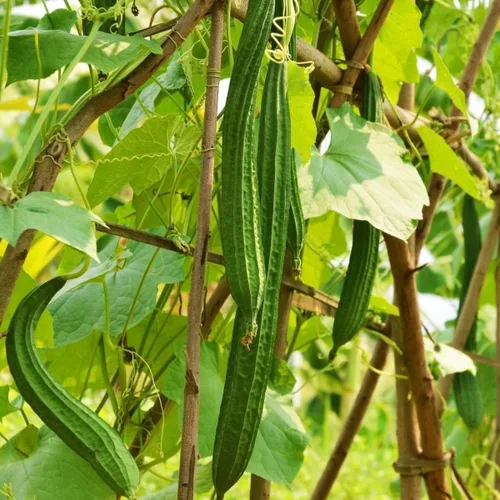 20 semillas vegetales tradicionales de calabaza esponja Luffa sin OMG