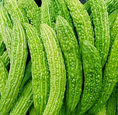 Miniatura 5 de 30 semillas largas de melón amargo – hasta 16 pulgadas de crecimiento rápido – Semillas de verduras tradicionales de calabaza amarga sin OMG