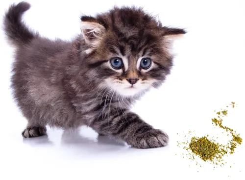 Miniatura 4 de Hierba gatera, mezcla premium segura para gatos, infundida con la máxima potencia por la que tu gatito seguramente se volverá loco (1 taza)