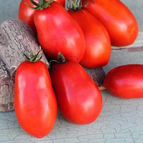 Semillas de tomate con pasta húngara orgánica ~ 25 semillas – Semillas orgánicas, reliquias, polinizadas abiertas, sin OMG, semillas de jardinería