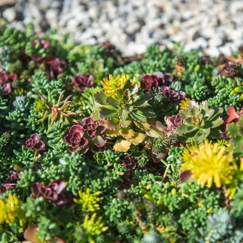Miniatura 2 de Tapete Sedum de 10 pulgadas x 20 pulgadas, cultivo de piedra resistente no tóxico para paisajismo, suculentas vivas, plantas aptas para mascotas