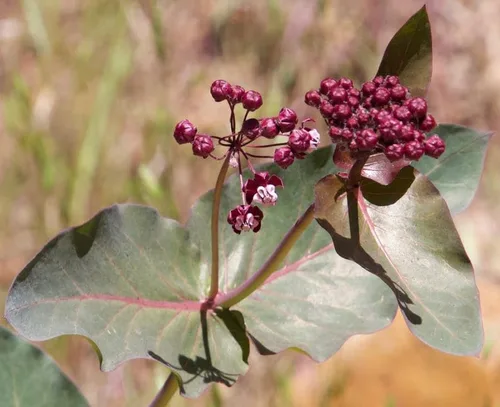 Heartleaf Purple Milkweed Butterfly Asclepias cordifolia Semillas premium para plantar paquete Monarch