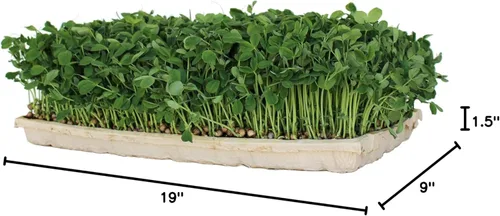Miniatura 10 de Handy Pantry True Microgreen Tray - Bandejas compostables para cultivo de plantas ecológicas, hojas de papel rígido de un solo uso con agujeros, se