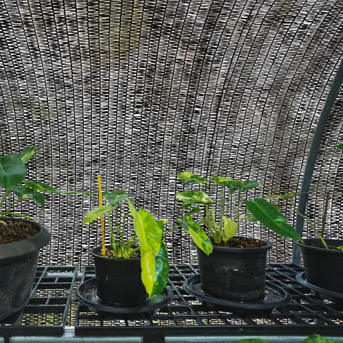Miniatura 7 de 40% 6' x 100 pies rollo de tela de sombra con ojales, protección solar, red resistente a los rayos UV para jardín, invernadero, flores, plantas