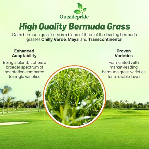 Miniatura 2 de Semillas de césped Outsidepride Oasis Bermuda - 4.5 kg Temporada cálida, alto tráfico, resistente al calor, tolerante a la sequía, bajo