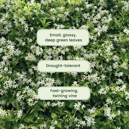 Miniatura 5 de American Plant Exchange Live Confederate Jasmine – Maceta de 6 pulgadas – Vid floreciente fragante con hojas verdes brillantes, planta de exterior