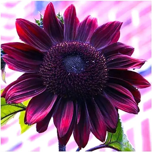 Semillas de Girasol Chocolate Cherry para Plantar - Reliquia y Sin OGM - Paquete Grande de 200 Semillas de Girasol para Plantar en tu Jardín Casero