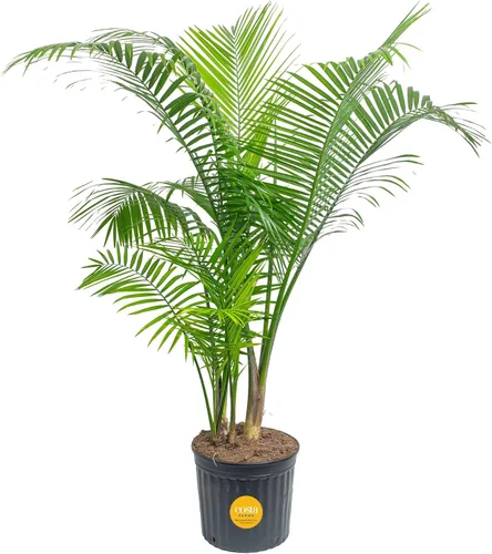 Miniatura 20 de Costa Farms Palma de Cola de Caballo, Planta Viva en Maceta Decorativa, Fácil de Mantener, Planta de Interior Perfecta para el Hogar, Habitación u