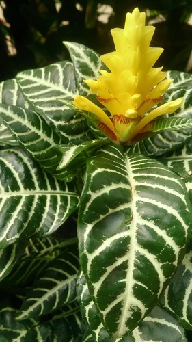 Miniatura 2 de jm bamboo -Planta de cebra - Aphelandra - Planta de interior exótica e inusual - Maceta de 5