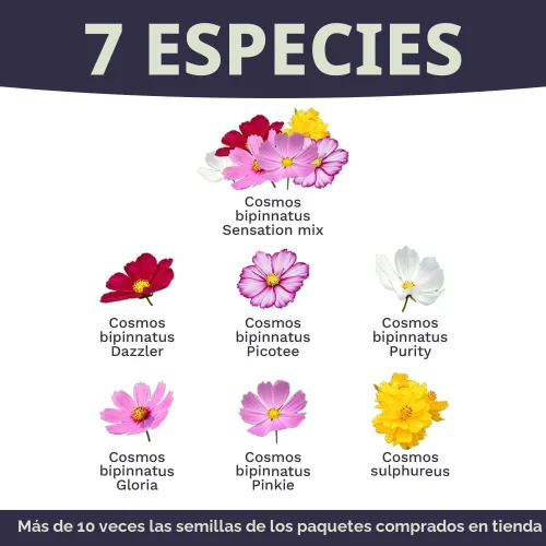 Miniatura 4 de Cosmos Seeds Mezcla de flores silvestres, paquete a granel de 1 onza, más de 5,000 semillas, especies mixtas de rosa, amarillo, naranja, rojo