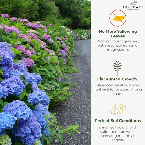 Miniatura 4 de GARDENWISE - Fertilizante de hortensias de liberación lenta con hierro y azufre, acidificador de suelo para interiores y exteriores para un