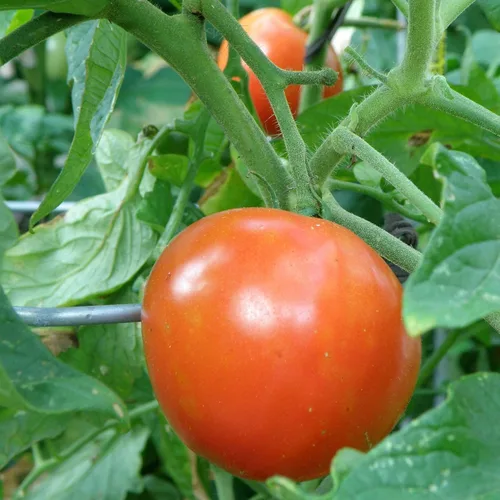 Miniatura 4 de Bonnie Plants Better Boy Tomate Plántula, Planta Viva, para Hamburguesas, Salsa y Salsas, Pleno Sol, 3 Pulgadas Cúbicas, Paquete de 6