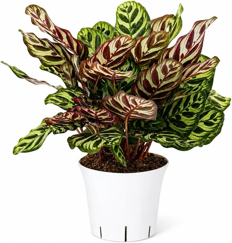 Miniatura 9 de Agloanema Garnet House Plant, Chinese Evergreen Live Plant for Indoor Spaces, Colorful Aglaonema Live Plant, Feng Shui Plants Live Houseplants for