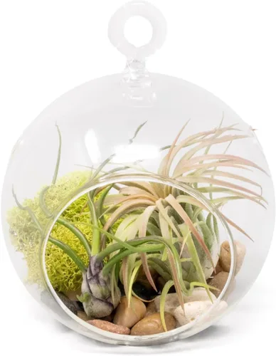 Miniatura 7 de Impresionante kit de terrario de planta de globo de fondo plano, pequeña planta de aire surtida, piedras beige en tarro de propagación, maceta