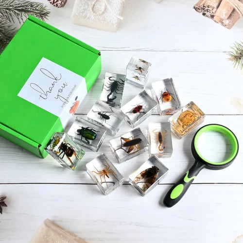 Miniatura 2 de 12 piezas de espécimen de insecto en resina, kit de colección de bichos reales para niños, juguete de taxidermia, clase de ciencias, educación