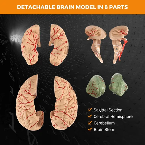 Miniatura 4 de BEAMNOVA Modelo de cerebro humano con vasos, modelo de anatomía de tamaño real de 8 partes desmontable con imanes, herramienta de enseñanza
