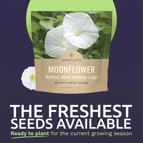 Miniatura 2 de Moonflower - Tropical White Morning Glory - Paquete grande de 1 onza - 100 semillas de flores para plantar - Ipomoea alba