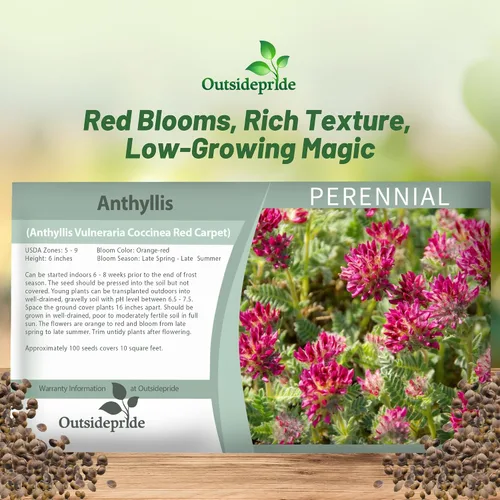 Miniatura 5 de Outsidepride 100 semillas perennes de flores rojas Anthyllis semillas de cobertura del suelo para plantar